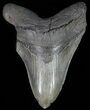 Megalodon Tooth - + Foot Shark! #64771-1